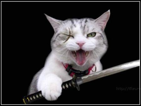 brucelee2maroc ninja lee maroc